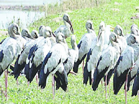 Bird Festival will be on identifying birds