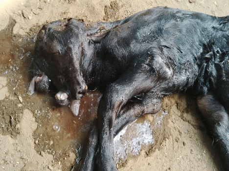 Thirteen months later, the buffalo gave birth to a calf with four eyes and two mouths.