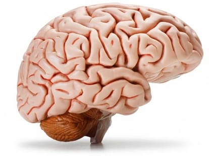 thief stole brains from medical museum and sold them on eBay