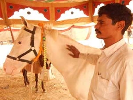 Talk to the wind ' Pavan ' and 'Rani'
