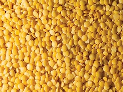 khesari dal is  not safe