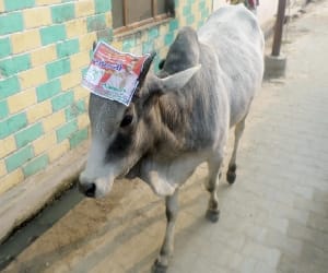 animals making  problem in gurgaon