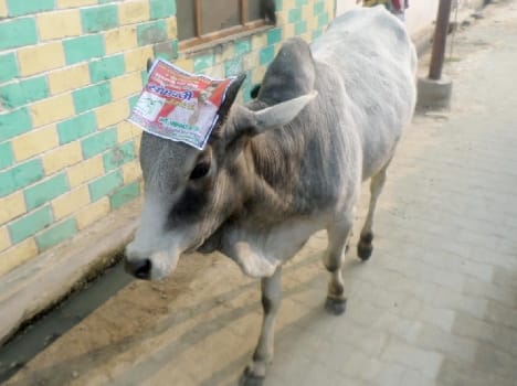 Among the animals made through publicity