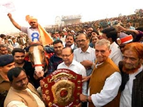 The top horse of Irshad Azamgarh