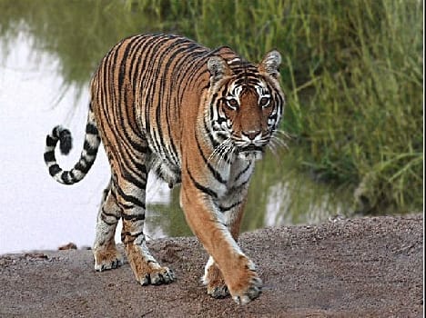 Tiger has come and gone , too