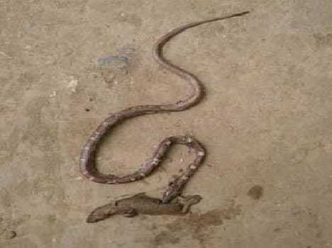 Snake , lizard claimed the lives of one another