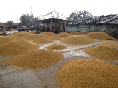 Rain soaked rice into the market
