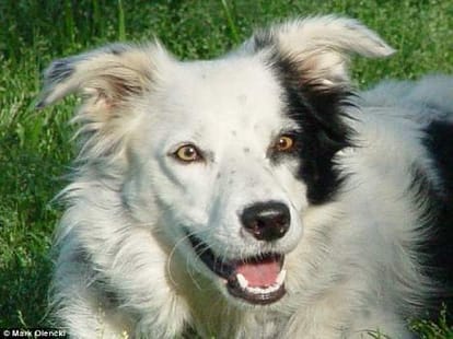 dogs to pilot planes soon