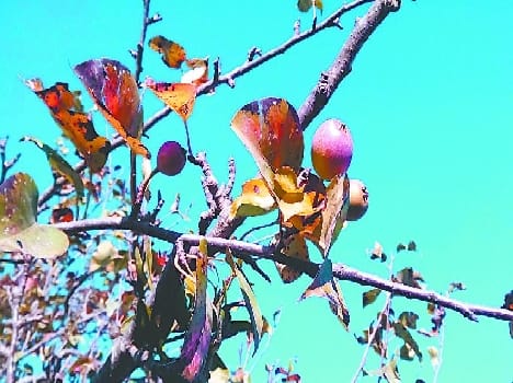 Pear and apple fruit