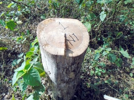 cutting tree in dudwa