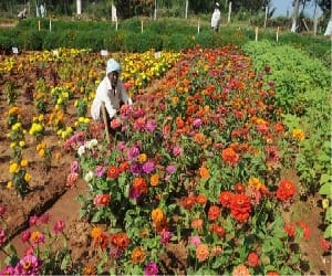 private gardens will participate in Rose Festival competitions