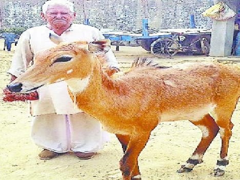 animal lover