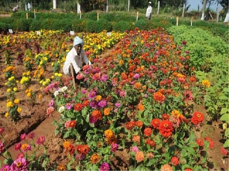  Farmers will change the fate of the garden