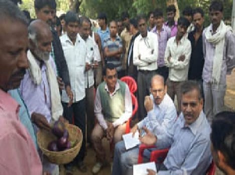 Urd , mung bean crop and 80 percent of