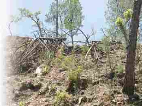 Conservator of Forests against CB CID inquiry