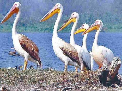 Guests birds come before Bird Festival