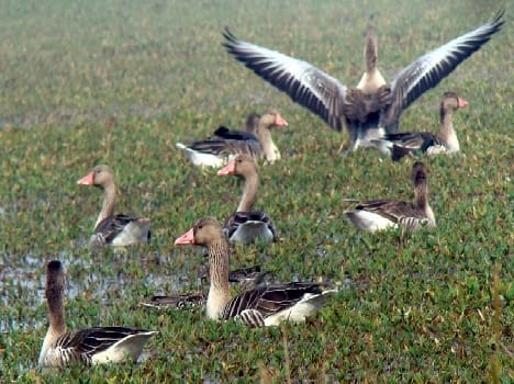 Ready for bird watching Semri and lakes apni nagaria