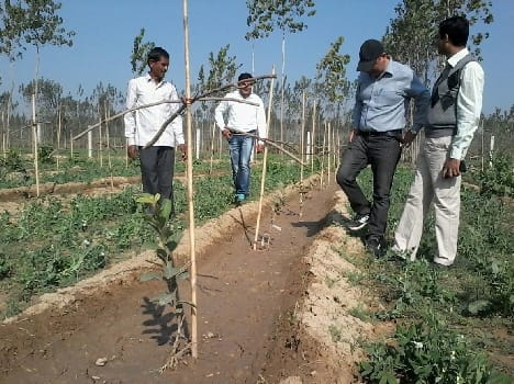 Now will create Pilibhit Organic guava