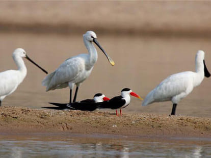Before Bird Festival Guests birds comes Agra.