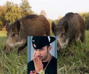yo yo honey singh terror on wild animals.