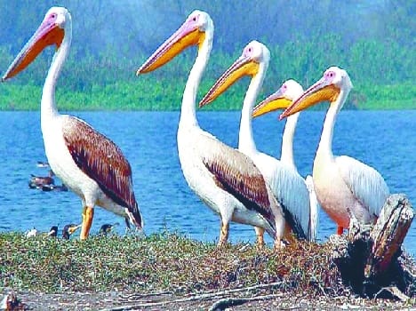 bihad will attract tourist