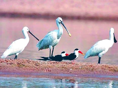 keetham shines due to forign birds