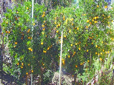 Citrus fruits are now beginning to