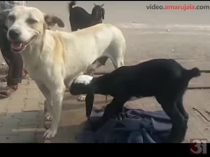bitch feeds lamb while goat denied