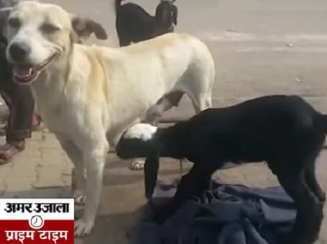 bitch feeds lamb while goat denied