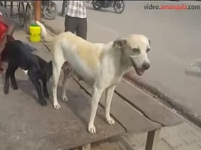 bitch feeds lamb while goat denied