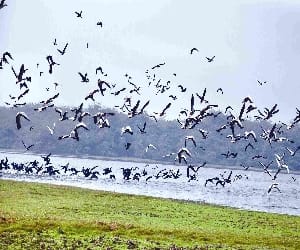 birds change their language.
