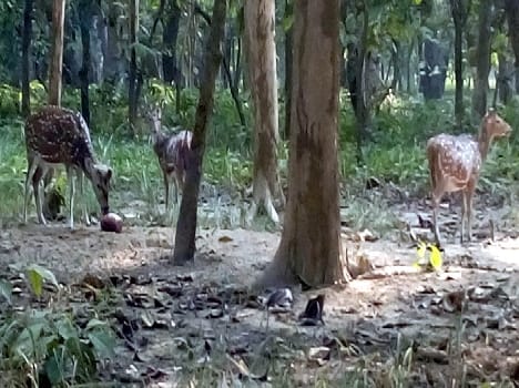 Dudhwa have deer in Being medicated salt