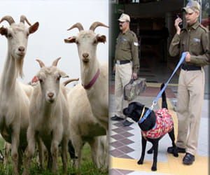 delhi police is looking for four stolen goats