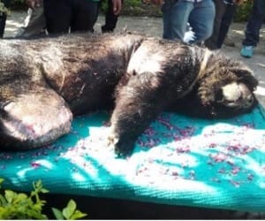 Sonu bear had to euthanized