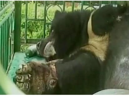 Sonu bear had to euthanized