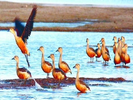 bird festival