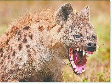hyena