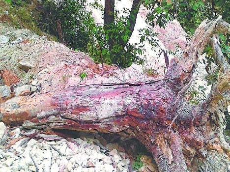 Dulakot road: now came to light trees 