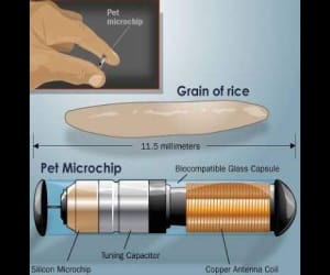 micro chip for dog.
