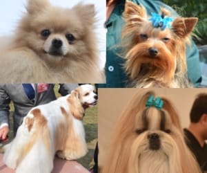 The young man stabbed  in the doggie abdomen 