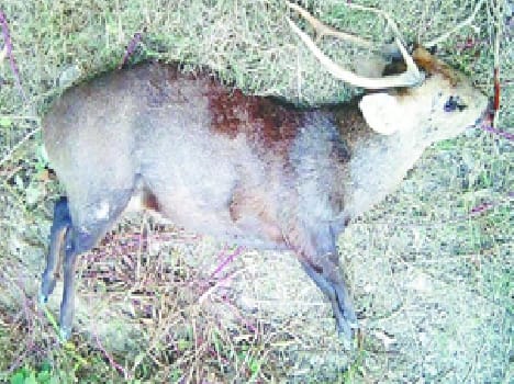 Deer Hunt