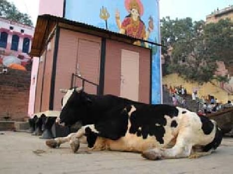 cattle walks on ganga ghats