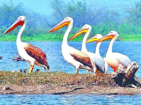 tourism department arise question on bird fest