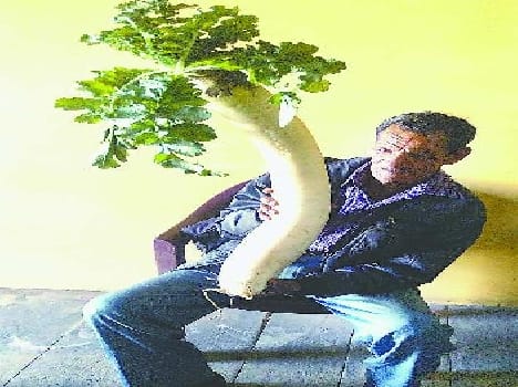 Pandit Mohan Ram imposed 28 feet long radish