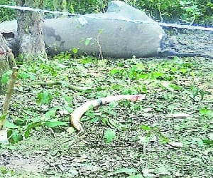 12 thousand fined for carrying banned fern leaves 