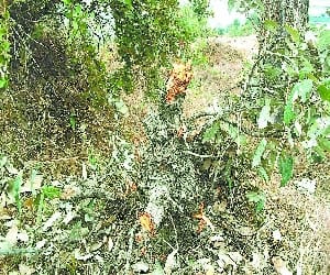 new law for cutting the tree in uttarakhand.