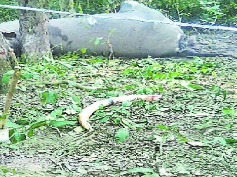Amangdh range found the body of a male elephant