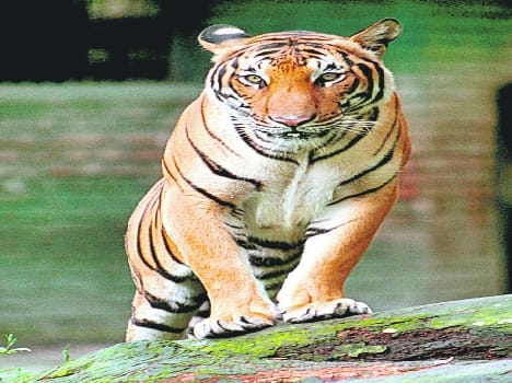 Tiger in the water tank dip death, stirred