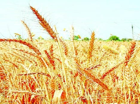 Wheat seed will now two thousand rupees subsidy