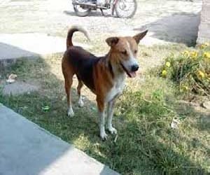 3 year child killed by dog